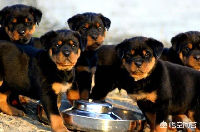美国防暴犬罗威纳图片:为什么很多养罗威纳的人都是非常“骄傲”的呢？
