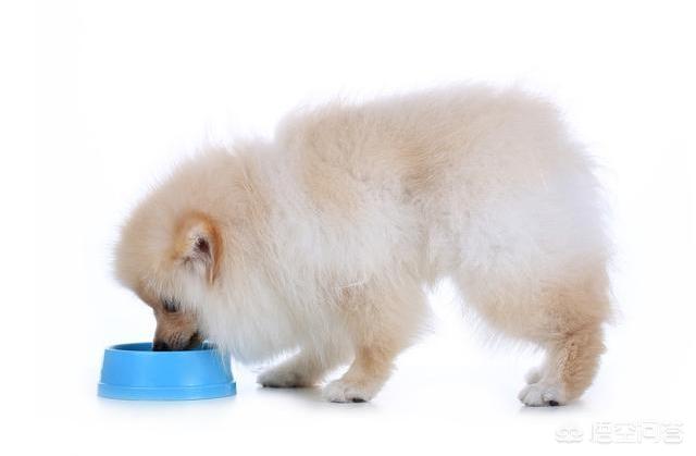博美犬图片:宠主饲养博美时，有哪些误区呢？