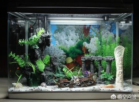 鱼缸水族箱养鱼知识:鱼缸养鱼，一般几天喂食一次？