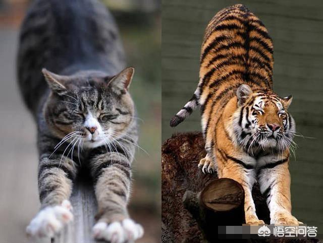 同为猫科动物,猫和老虎到底有什么区别呢(猫和老虎基因的相似度)