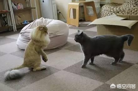 两只短腿猫打架:我家两只猫一公一母，两只猫天天打架，想知道他俩是真打还是玩？