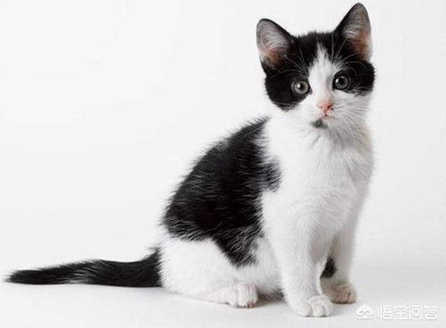 猫的特点:每只猫的性格真的都不同吗？