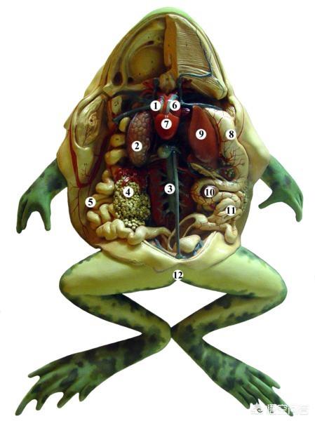 大力神甲虫:被天敌一口吞，体内游走一圈，从肛门扬长而去的生物！有多厉害？