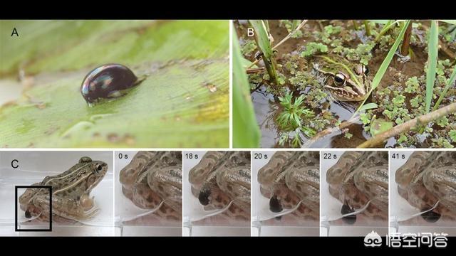 大力神甲虫:被天敌一口吞，体内游走一圈，从肛门扬长而去的生物！有多厉害？