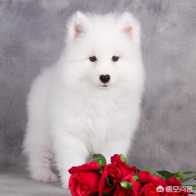 喂养萨摩耶幼犬:两个月大的萨摩耶怎么养？