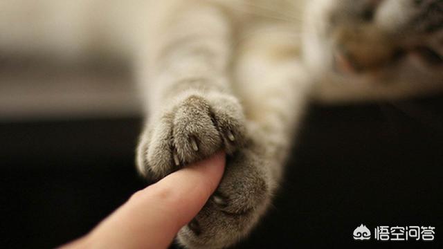 猞猁与人交尾:猫和老虎到底有什么渊源？