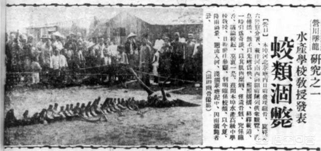 无知熊猫:为什么我国历史上很少关于熊猫的记载？ 无知熊猫头像