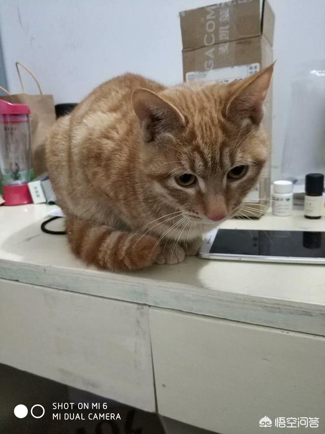 微信取什么名字最好听:大家都给猫取了什么有趣的名字(给猫猫取名字大全)