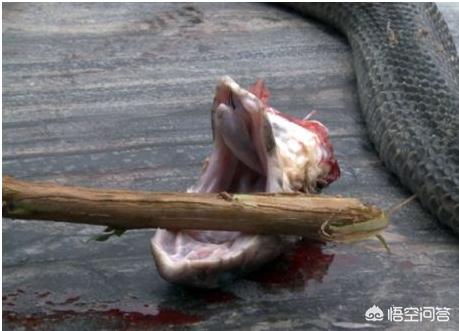 被乌苏里蝮蛇咬了:世界上有哪些毒蛇，被咬了有什么感觉？
