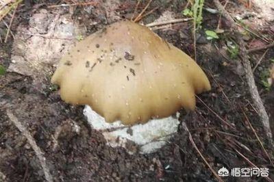农村现在鸡枞菇泛滥，你见过最大的鸡枞菇长到有多大？