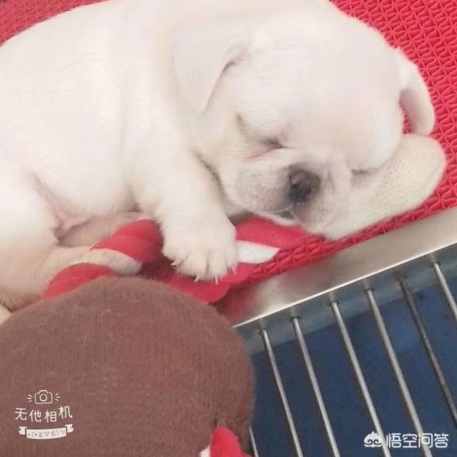 北京 星期狗:狗店买到星期狗，怎么办？