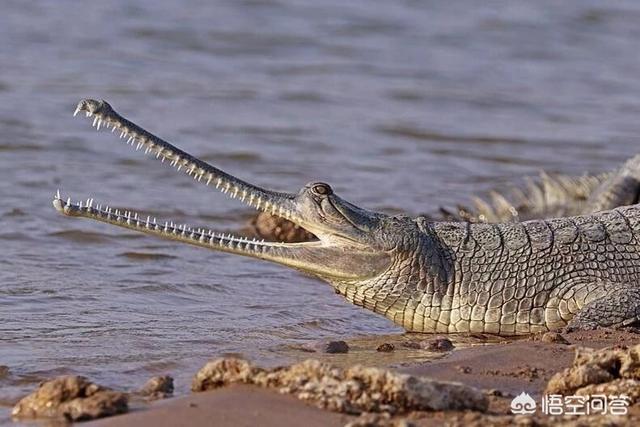 中国短吻鳄:长吻鳄的实力是否被人们过度低估？