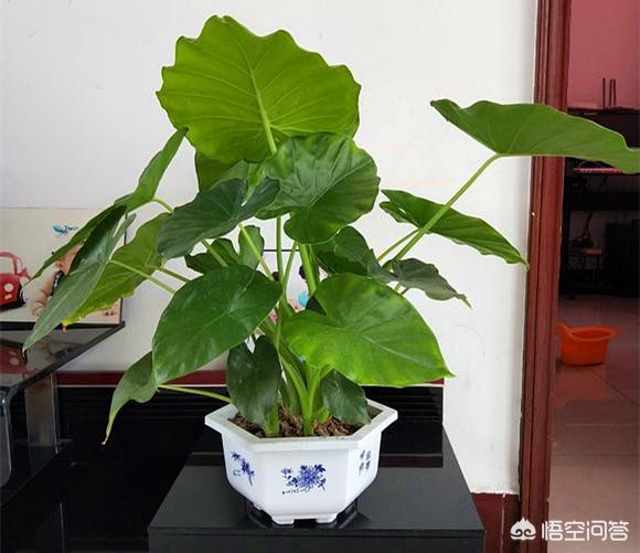 滴水观音图片:滴水观音为什么叶边发黄？如图？