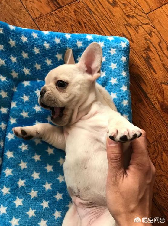 头条问答 如何解决法国斗牛犬便便发臭的问题 4个回答