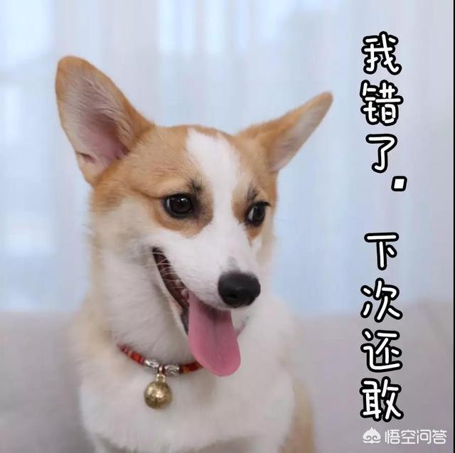 蔡依林的狗狗视频大全:主人在宠物面前突然晕倒，宠物会怎样？