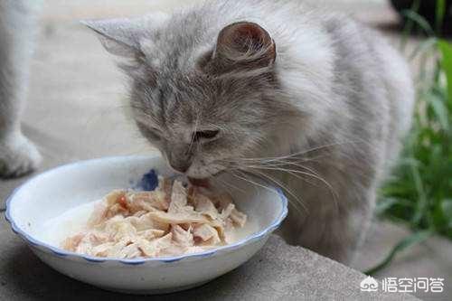 喂食时间怎么做呢:猫咪喂食的时间怎么规划，因为不知道它什么时候想吃？