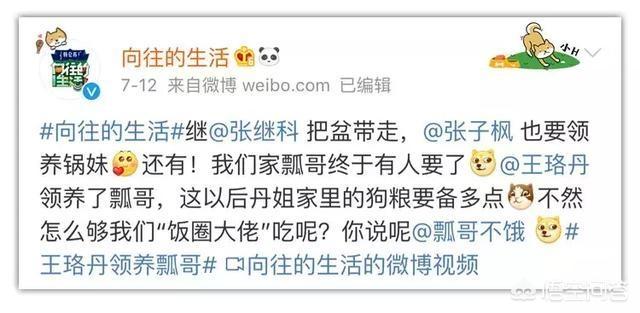 王珞丹领养瓢哥:为什么《向往的生活》里柴犬“瓢哥”最火