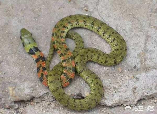 农村俗语"见蛇不打三分罪,打若不死七分罪"是什么意思?有道理吗?