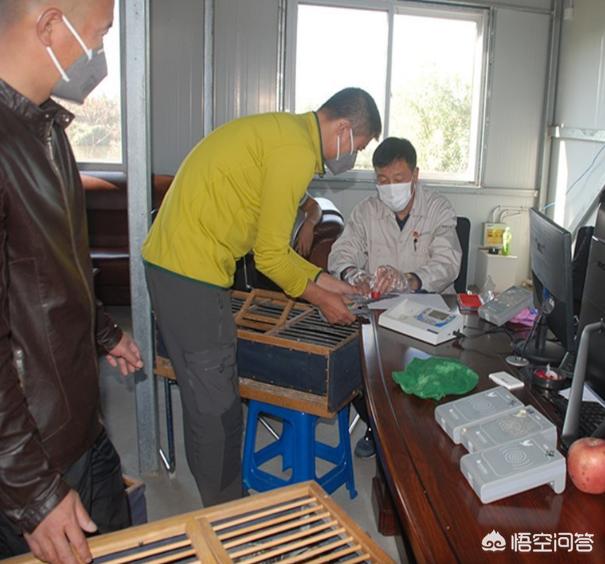 乡村斗狗大赛:自己养的鸽子怎样参加比赛？