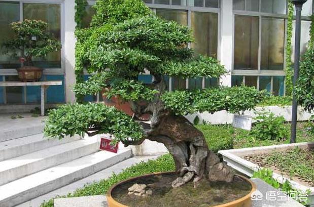 黄榕电影:直接栽榕树盆景，根能出芽不
