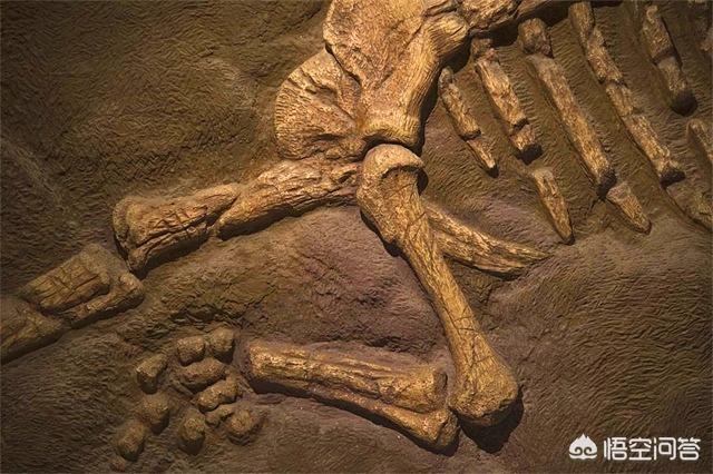 真实恐龙化石图片，如果古代人发现恐龙化石会怎样