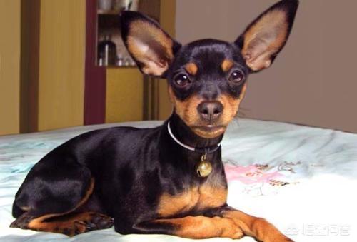 小鹿犬:小鹿犬的腿打哆嗦，是怎么回事？是缺钙吗？