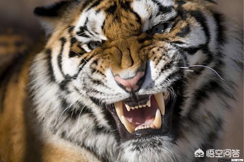 斗狗视频藏獒咬死斗:三只藏獒需要多长时间才能咬死一只孟加拉虎？有何依据？ 斗狗咬死斗完整视频比特咬死藏獒