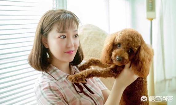 泰迪乱咬牵引绳:你家泰迪犬最反感的是什么？