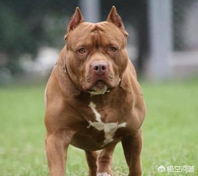 比特犬咬死藏獒视频:给你两万块钱，再给你一把刀，你愿意和两只比特犬搏斗吗？