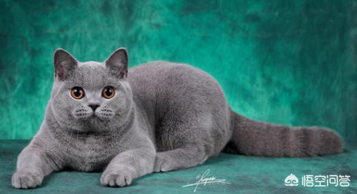 短尾猫能不能养:美国短尾猫打的过狞猫吗？