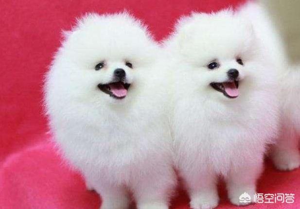 小狗罚站:饲养博美犬容易犯哪些低级错误？