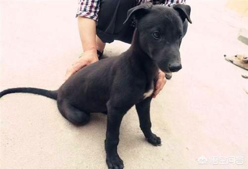 德牧趴蹄会自己好吗:幼犬缺钙了，前腿趴蹄厉害该怎么办？