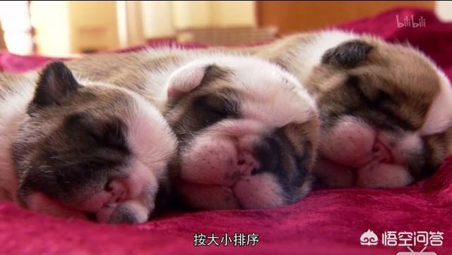 沉默的斗牛犬博客:中文互联网的产出在渐渐枯萎吗？