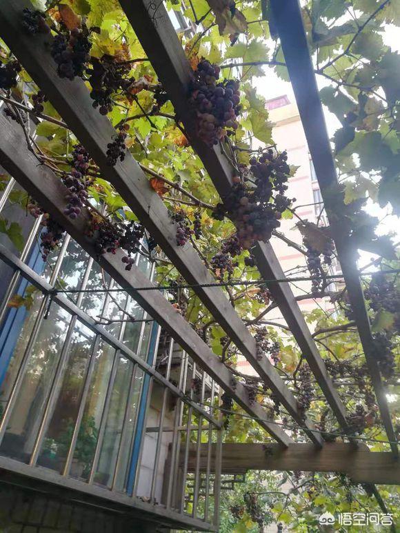 金不换植物爬藤:最有价值的爬藤类植物有哪些？