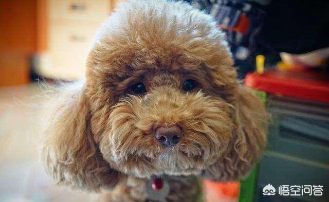 贵宾犬论坛最新在线观看:贵宾犬最喜欢对着主人做什么样的事？