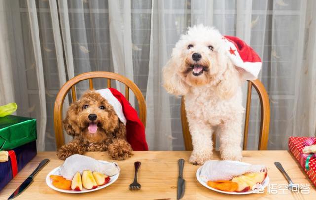 贵宾犬怎么养毛发好:给贵宾犬梳毛要知道哪些知识？