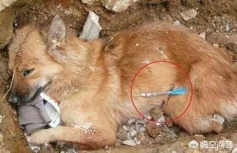 藏獒之王狗王偷藏獒:三只藏獒是否可以打赢一只孟加拉虎？有什么科学依据？
