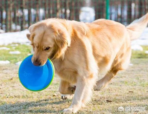 3个月大金毛犬怎么训练:怎么训练金毛幼犬捡东西？