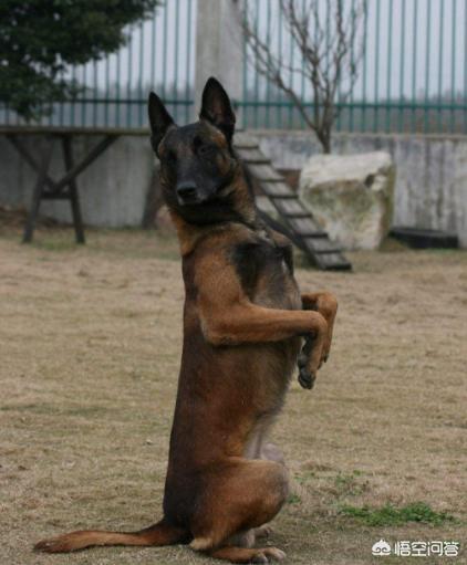 比利时马犬和德牧:德牧、昆明犬、马犬有怎么本质区别，哪个更适合楼房养？