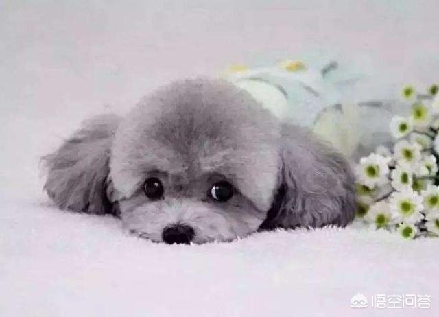 灰色的小贵宾狗怎么养:哪些颜色的贵宾犬最多人养呢？
