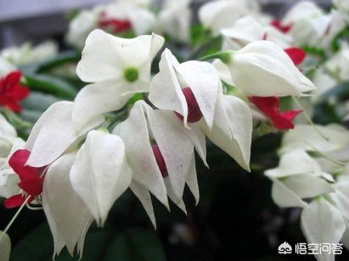龙吐珠花图片:龙吐珠花名字的由来和养殖方法介绍？