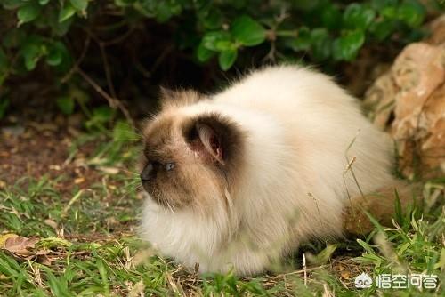 波斯猫的图片或资料:波斯猫有口炎吃什么消炎药，消炎药能治小猫口炎吗？