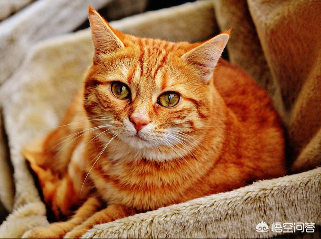 安哥拉猫怕挨打:猫咪被人打之后会有什么情绪？ 安哥拉猫一直在扑人