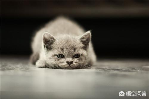 旧衣服改造猫窝:夜里开窗猫会着凉吗，开窗睡觉猫咪着凉怎么办？ 旧衣服改造猫窝怎么做编织