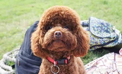 如何知道身上招东西了,如何判断泰迪身上有没有跳蚤？