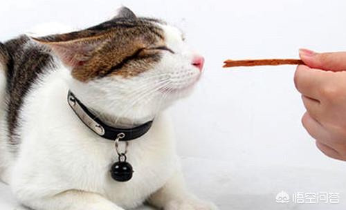 猫发情怎么办:夏天的时候猫咪还会发情吗？猫咪还在叫春该怎么办？