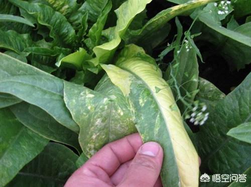 头条问答 - 萝卜霜霉病如何进行防治?(10个回答)