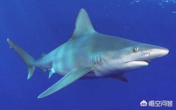 达摩鲨有多厉害，鲨鱼遇上呆萌的海豚，也要忌惮三分，原因为何