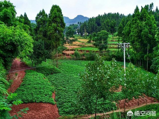 中国八三年蛇灾黄河大白蛇，蛇真的会记仇会报复人吗，两个真实的故事告诉你的答案