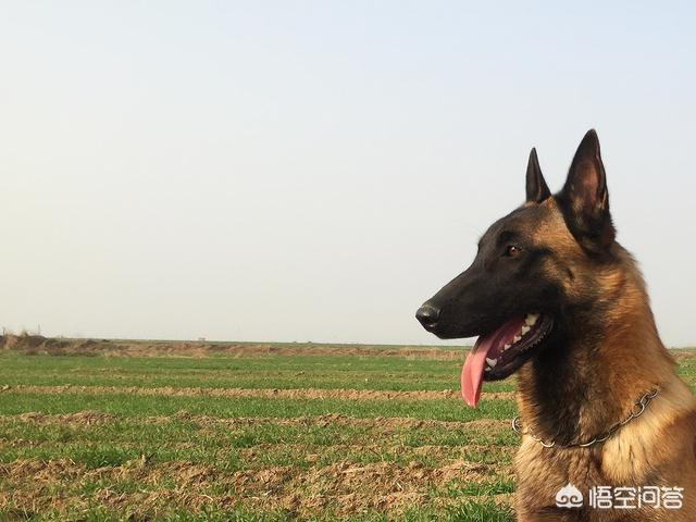 比利时马犬的脖围:马犬能让你摸什么部位，说明它真心臣服于你？